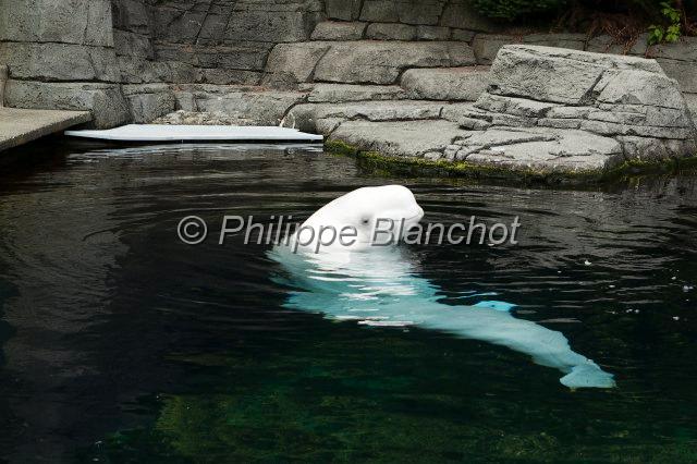 canada colombie britannique 19.JPG - Beluga, Aquarium de Vancouver, Colombie-Britannique, Canada